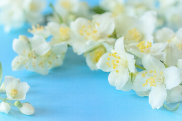 Naklejka na ściany i meble jasmine flowers on a blue background close-up. delicate background with jasmine flowers.