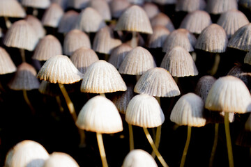 Woody forest mushrooms with gray hats, closeup backlit by the sun at sunset.