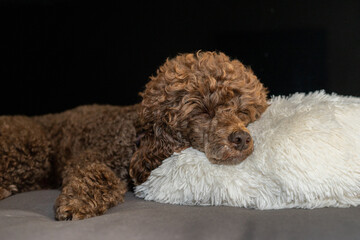 Poodle Sleeping