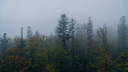 Bayerischer Regenwald 02