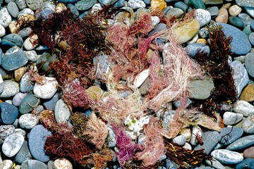 colorful seaweed on pebbles close up
