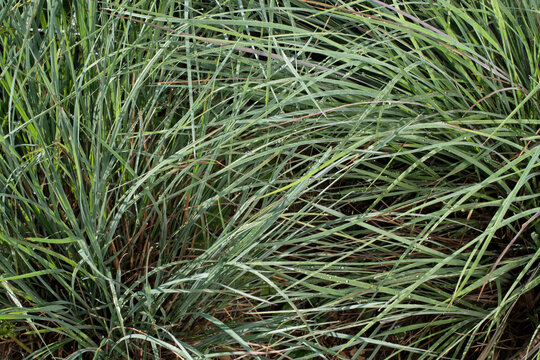 Little bluestem cloaked in dew in the early morning sun. Also known as beard grass, is a North American prairie grass native to most of the United States.