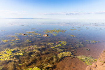 Dead nature concept. Dirty sewage caused a rapid growth of toxic algae in lake, sea. Water...