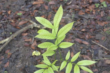 Beautiful green young leaves. Natural background.
View Good for people who are looking for photos of nature as a print or wallpaper. Grass