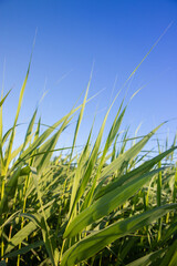 Fresh green reed with lush long leaves moving by wind on the beach over blue sky background. Summer backdrop