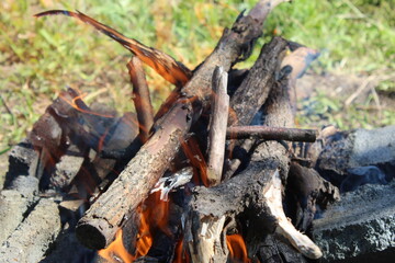 bonfire in the forest