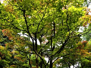 Obraz premium Green forest view