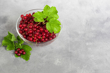Red currants and green leaves on a dark background. Vitamin cocktail.