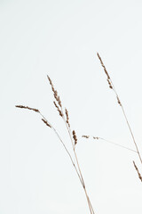 Closeup of cocksfoot / bluegrass stalks against the blue sky. Minimal nature background.