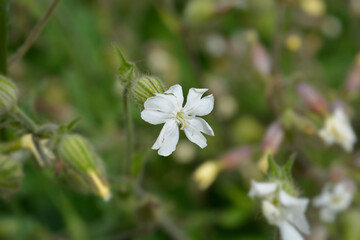 Unusual campion