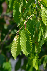 Weeping hornbeam