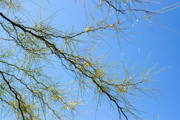 Long branches of mediterranean tree with thorny leaves, small yellow flowers and berries on blue sky background