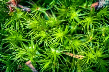 green moss