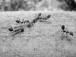 Red ants on trees, small animal team, helping friends injured and dead, on a large brown bamboo trunk, close-up focus photography concept, garden in the Thailand, vintage concept.