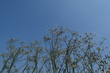 Beautiful green young leaves. Natural background.
View Good for people who are looking for photos of nature as a print or wallpaper. Grass