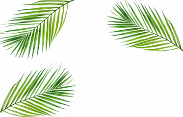 Obraz premium palm tree leaves