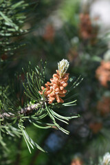 Dwarf mountain pine