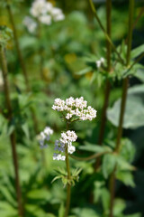 Common valerian