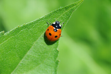 Marienkäfer mit schwarzen Punkten auf Blatt einer Sonnenblume mit Bokeh aus Grünen blättern von anderen Sonnenblumen