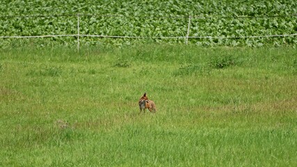 Rotfuchs (Vulpes vulpes) auf der Pferdeweide