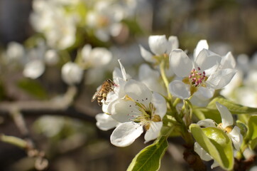bee on a flower