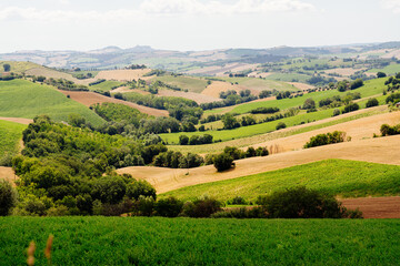 Fototapeta na wymiar Marche Region, cultivated hills in summer, meadow, wheat and green fields. Italy