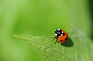 Marienk&auml;fer mit schwarzen Punkten auf Blatt einer Sonnenblume mit Bokeh aus Gr&uuml;nen bl&auml;ttern von anderen Sonnenblumen
