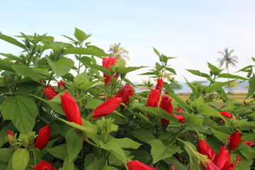 flor vermelha, natureza, praia, azul, verde, vermelho, red flower, nature, beach, blue, green, red