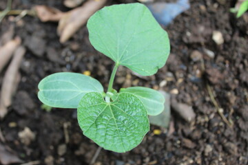 New green shoots of plants that grow in black soil.