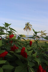 flor vermelha, natureza, praia, azul, verde, vermelho, red flower, nature, beach, blue, green, red