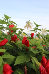 flor vermelha, natureza, praia, azul, verde, vermelho, red flower, nature, beach, blue, green, red