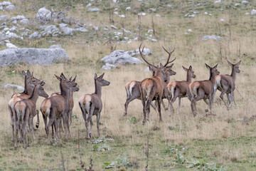 Herd of deer in mountain region (Cervus elaphus)