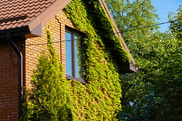Fototapeta na wymiar Leaves of Parthenocissus tricuspidata 'Veitchii' or Boston ivy, grape ivy, Japanese ivy or Japanese liana leaves.Wall of house is closed by colorful ivy leaves. Natural decoration of walls of houses.