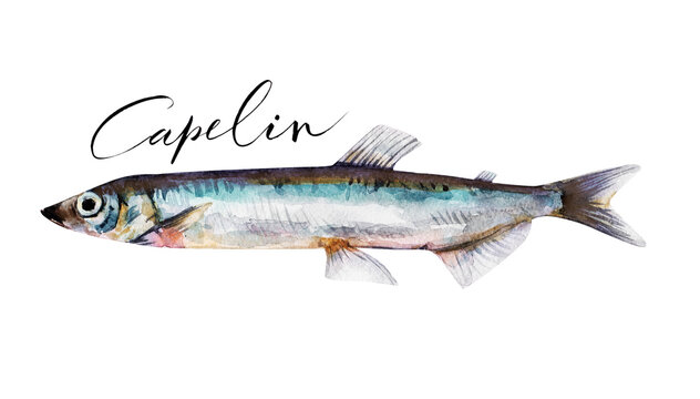 Capelin