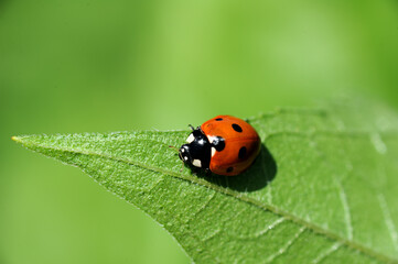 Red Ladybug with black dots on green leaf