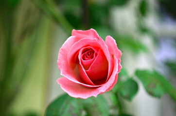 Beautiful and romantic pink rose in garden