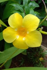 yellow colambi flower generally seen in gardens very beautiful
