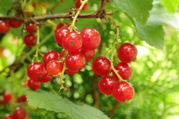 Johannisbeeren