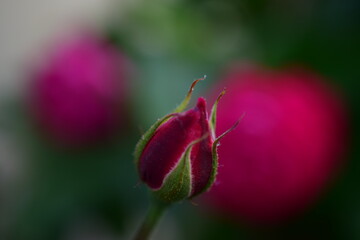 close up of a pink flower