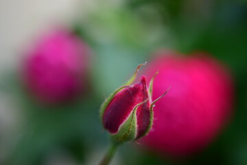 Obraz na płótnie Canvas macro of a pink flower