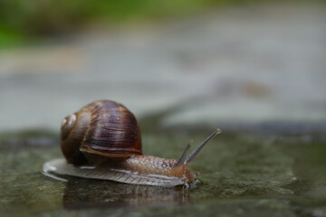 Weinbergschnecke (Helix pomatia)