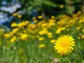 たんぽぽの群生