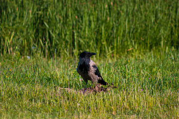 Raven in the grass in the summer