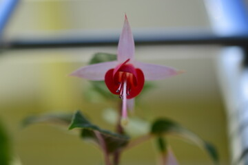 pink tulip flower