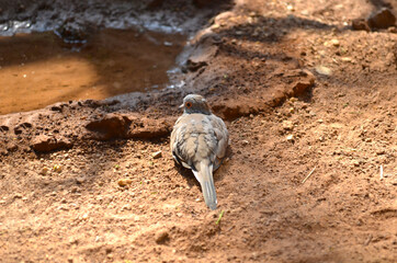 Small cute bird on the ground