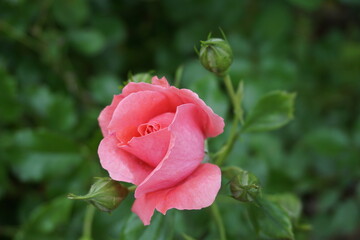 Otwierająca się piękna różowa róża i pąki