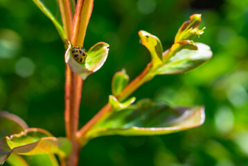 coccinelle sur une feuille