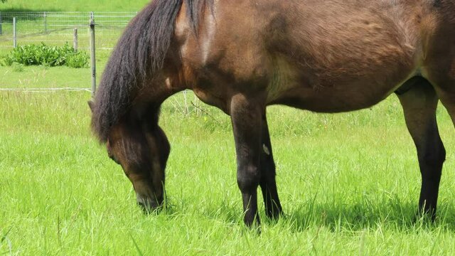 Grasendes Welshpony auf der Weide