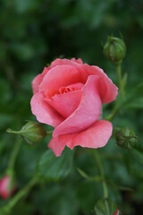 Wyjątkowa różowa róża na początku kwietnia