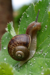Weinbergschnecke (Helix pomatia)